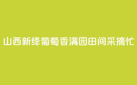 山西新绛：葡萄香满园 田间采摘忙  第1张