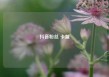 抖音粉丝 卡盟
