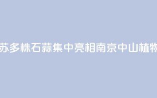 江苏：2000多株石蒜集中亮相南京中山植物园