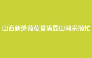 山西新绛：葡萄香满园 田间采摘忙