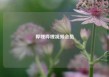 哔哩哔哩视频会员