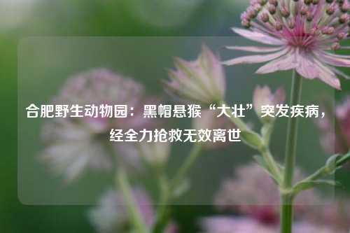 合肥野生动物园：黑帽悬猴“大壮	”突发疾病	，经全力抢救无效离世  第1张