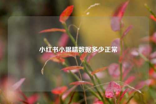 小红书小眼睛数据多少正常  第1张